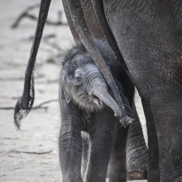Taro ist sehr aktiv und neugierig!