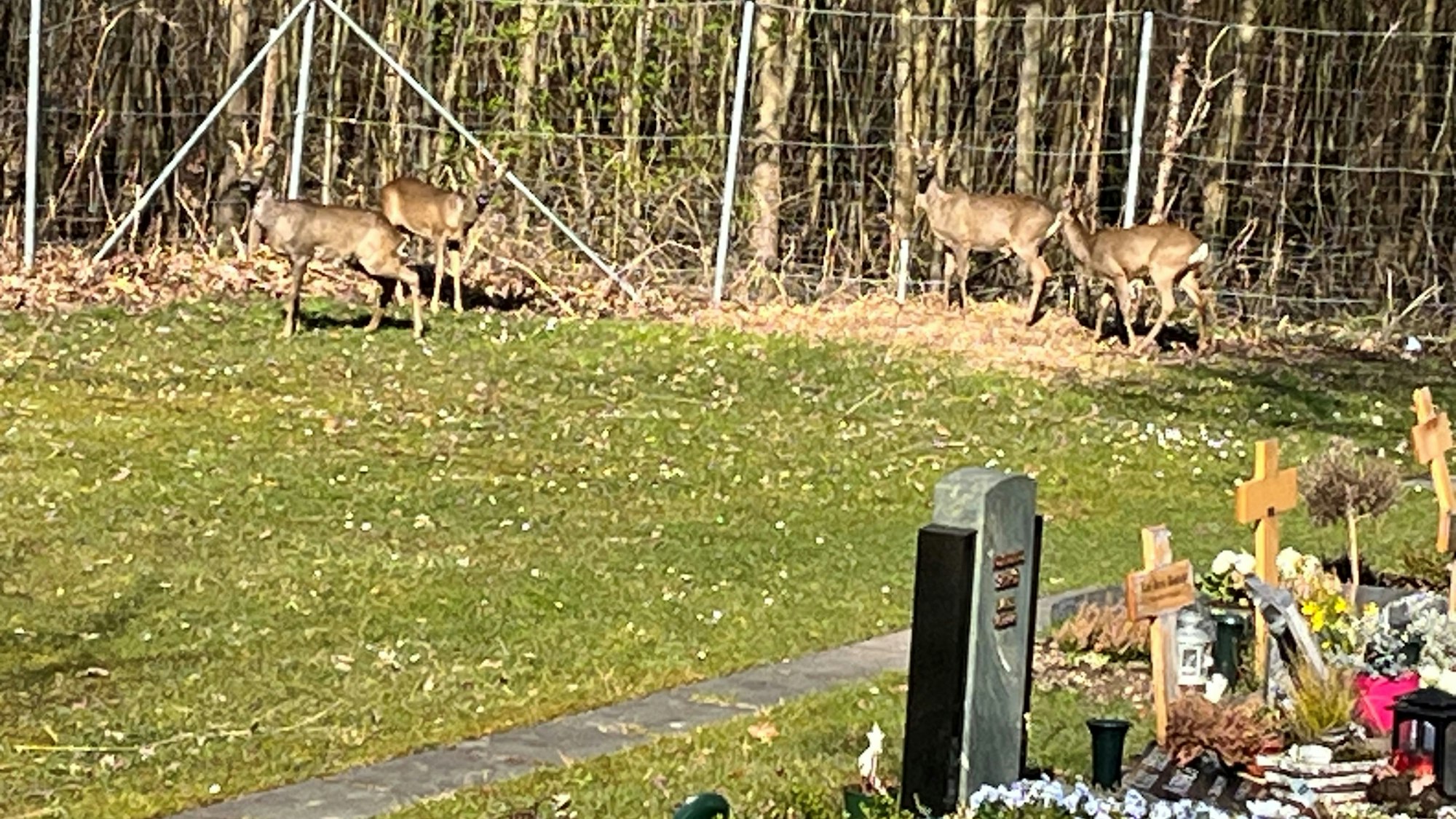 Vier Rehe stehen in der Nähe von Gräbern.