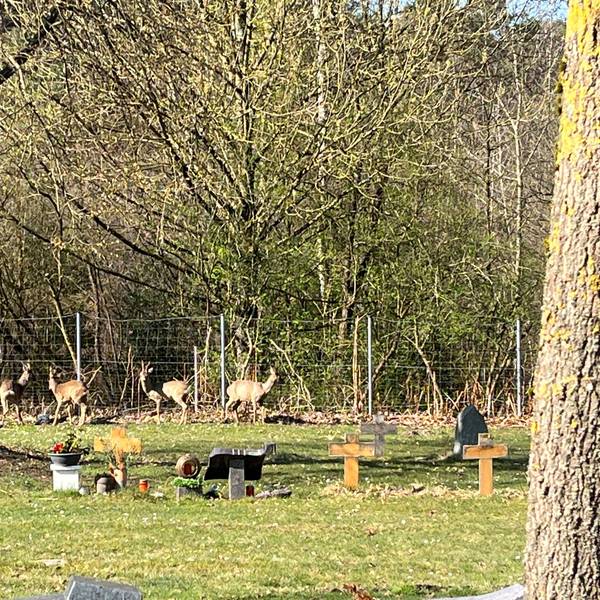 Vier Rehe stehen zwischen Zaun und Gräbern.