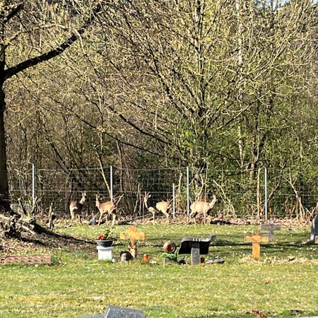 Vier Rehe stehen zwischen Zaun und Gräbern.