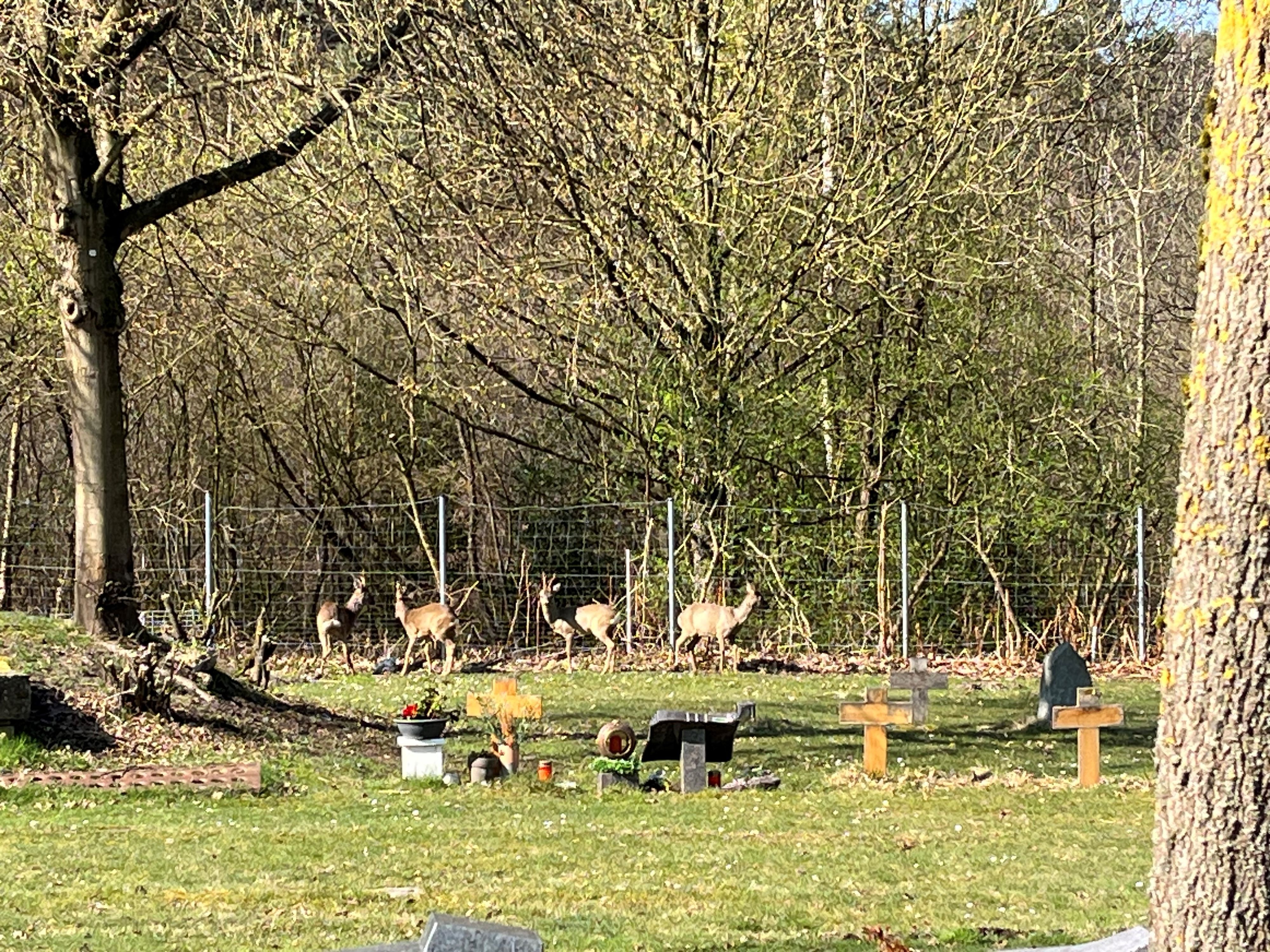 Bergisch Gladbach: Problem-Rehe fressen Grber auf Friedhof kahl -  Rundschau Online