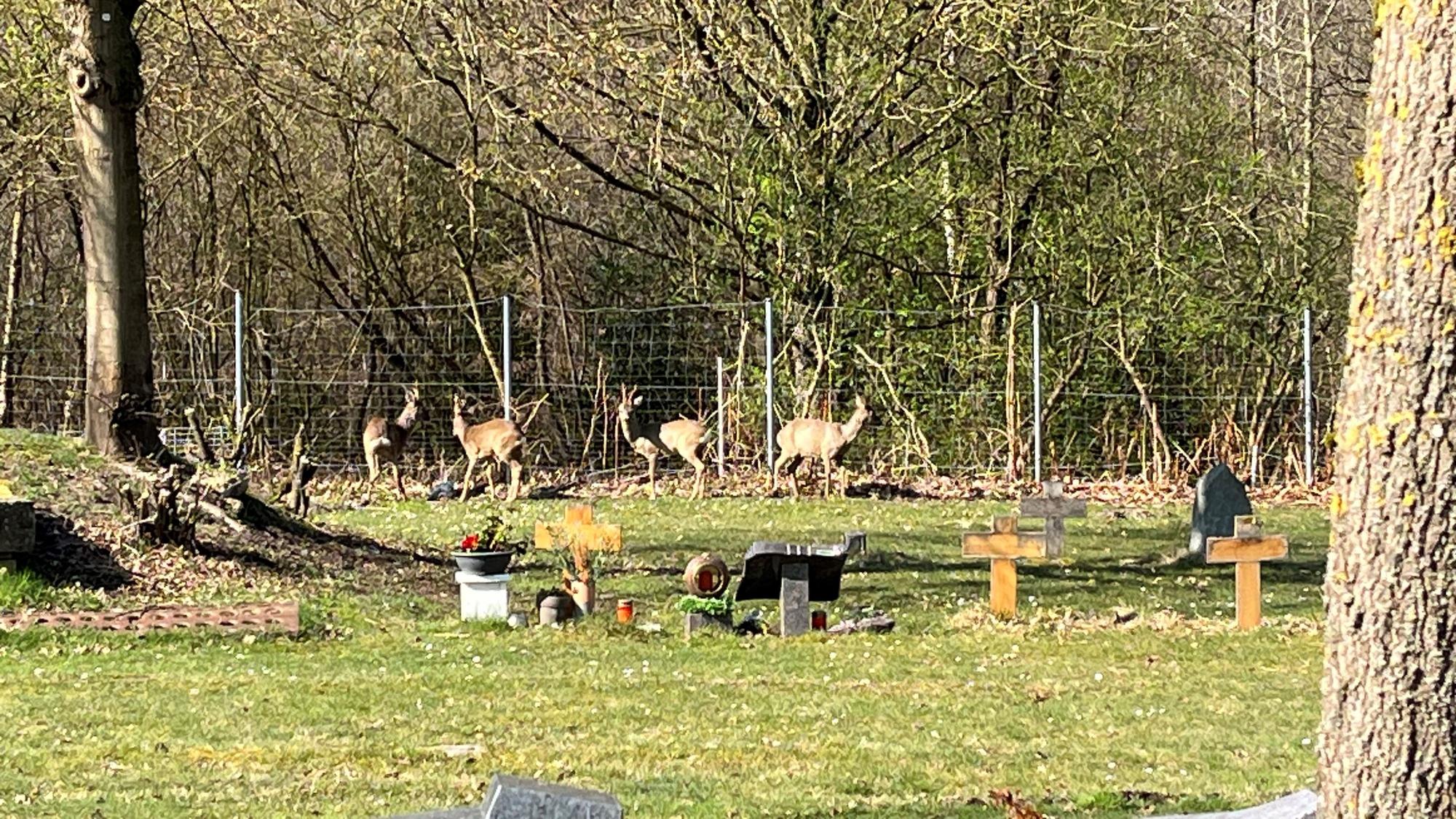 Vier Rehe stehen zwischen Zaun und Gräbern.