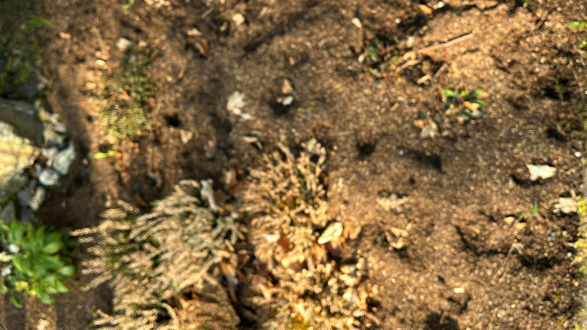 In der braunen Erde sind die Hufspuren der Rehe zu sehen.