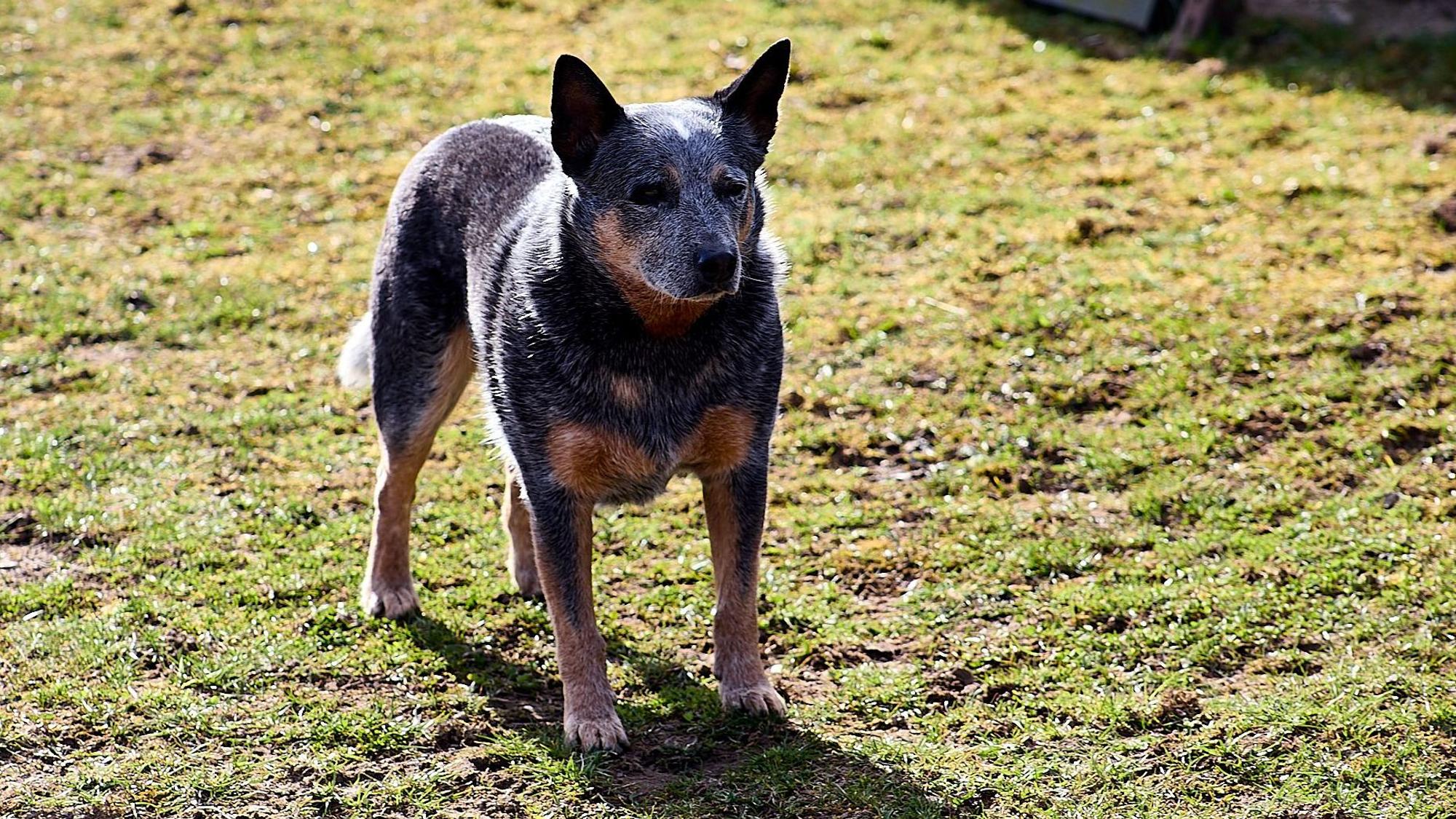 Buddy, dreijähriger Australian Cattle Dog, stöberte die Granate bei Schleiden-Morsbach auf.