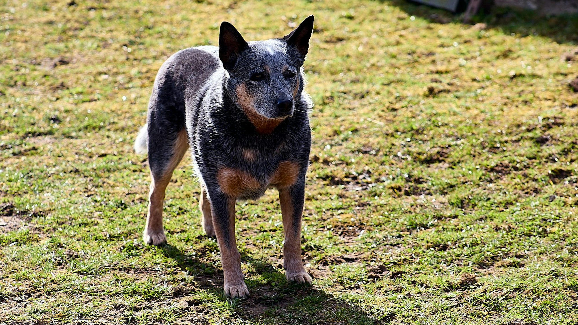 Buddy, dreijähriger Australian Cattle Dog, stöberte die Granate bei Schleiden-Morsbach auf.