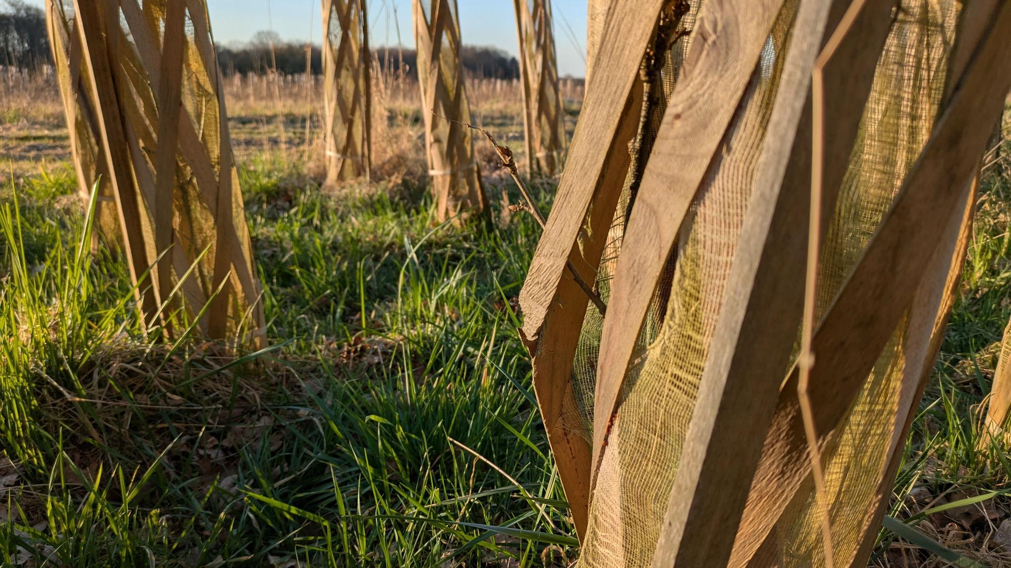 Die noch kleinen Bäumchen sind vor Verbiss durch Wild geschützt.