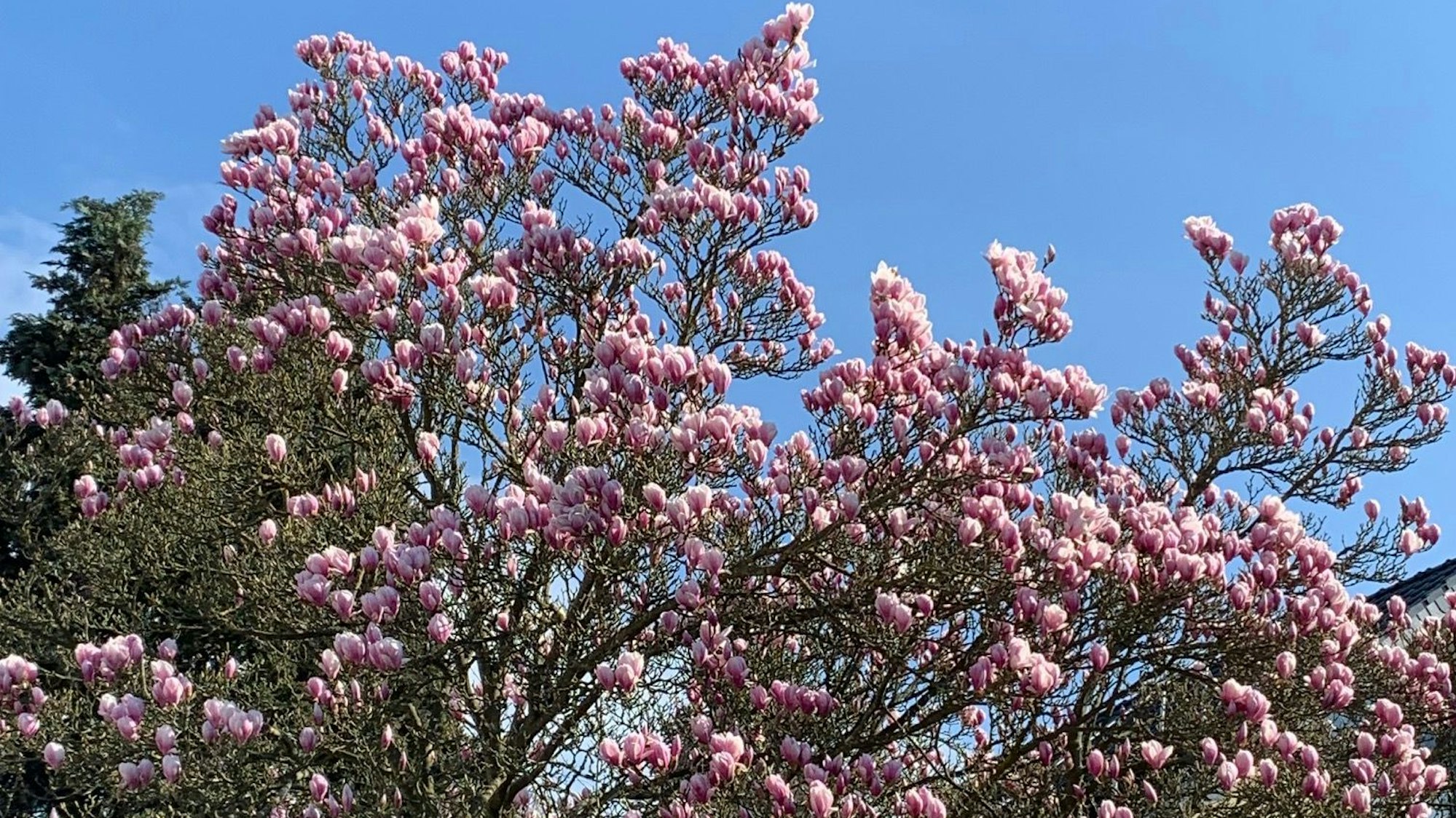 Die Magnolie blüht schon prächtig.