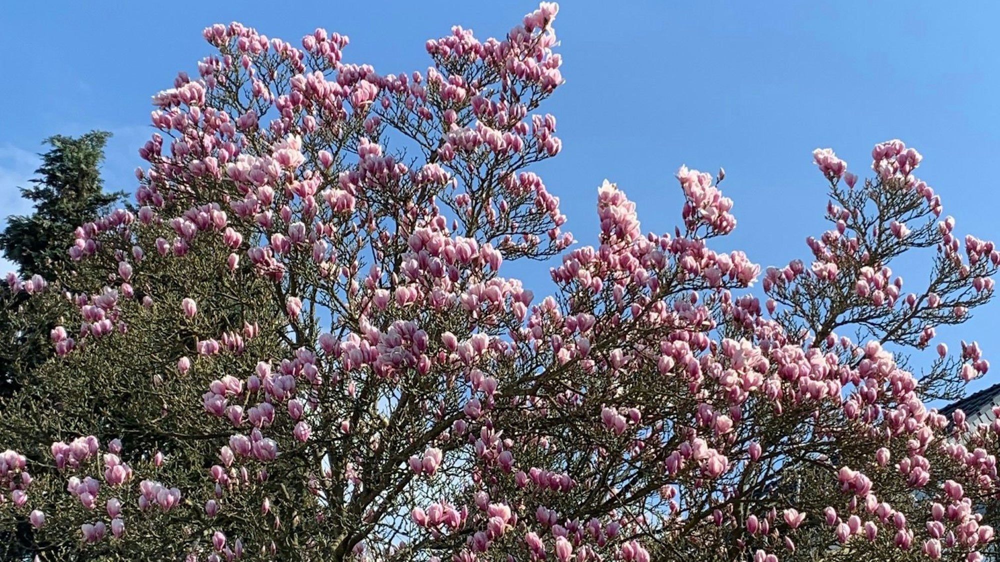 Die Magnolie blüht schon prächtig.