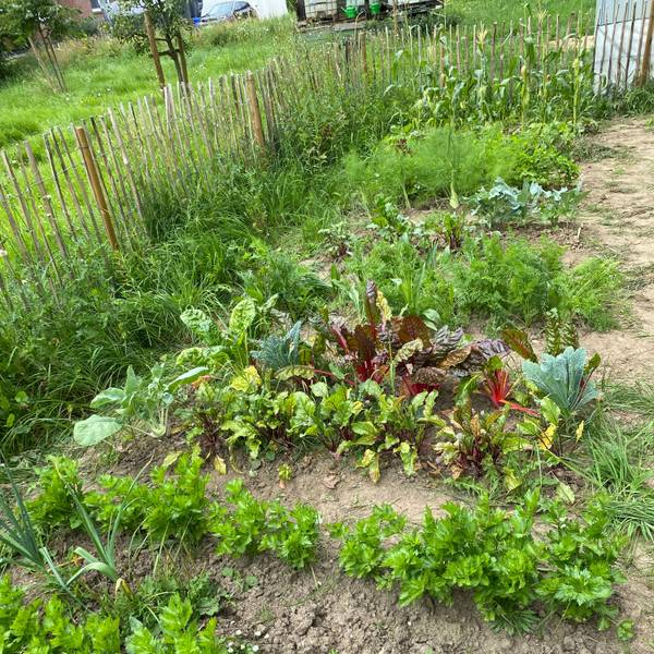 Auf einem eingezäunten Gartenstück wachsen allerlei Gemüsepflanzen.