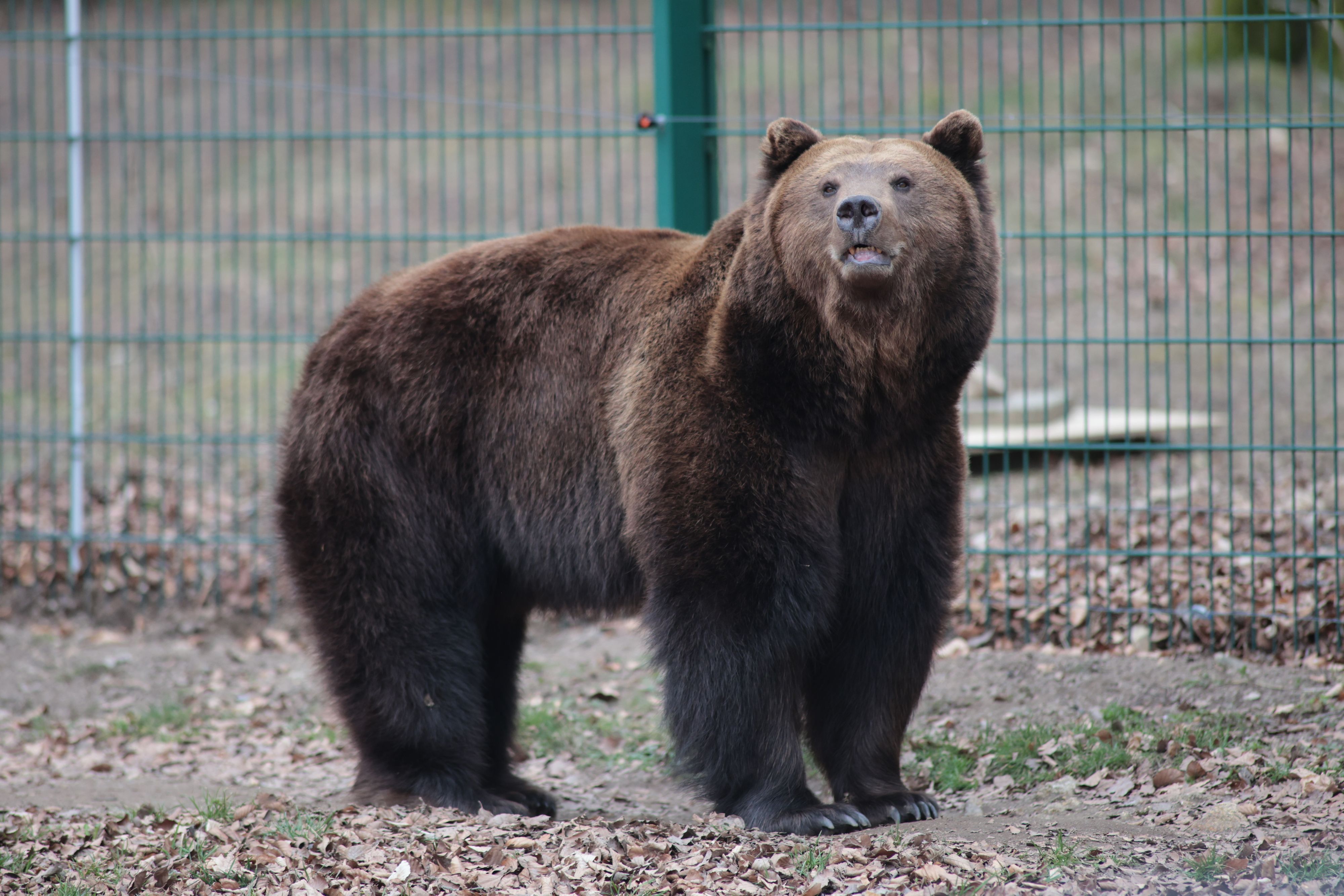 Braunbär Moritz ist aus der Winterruhe erwacht und läuft durch das Gehege im Tierpark in Thale.