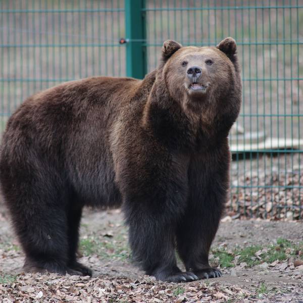 Braunbär Moritz ist aus der Winterruhe erwacht und läuft durch das Gehege im Tierpark in Thale.