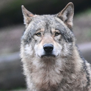 Ein Wolf. (Symbolfoto)