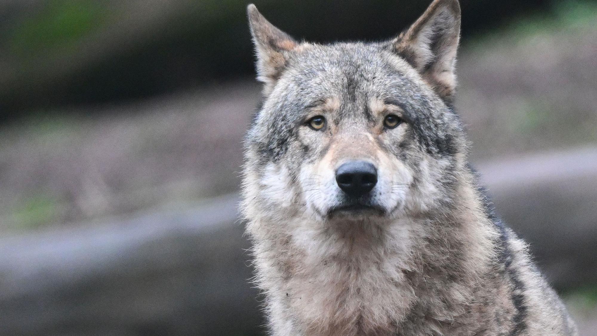 Ein Wolf. (Symbolfoto)