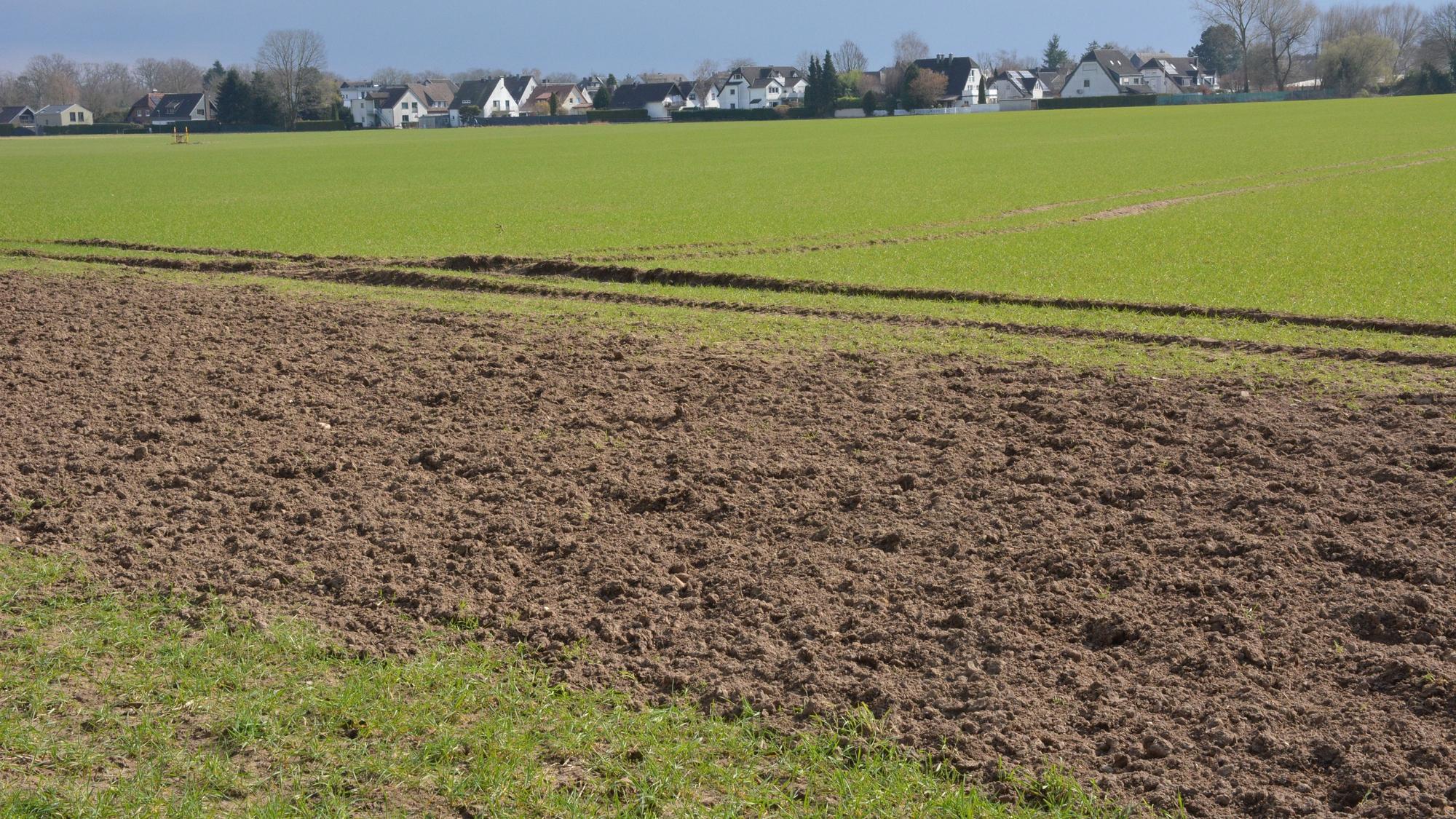 Zu sehen ist ein Feld im Frühling mit Bebauung im Hintergrund.