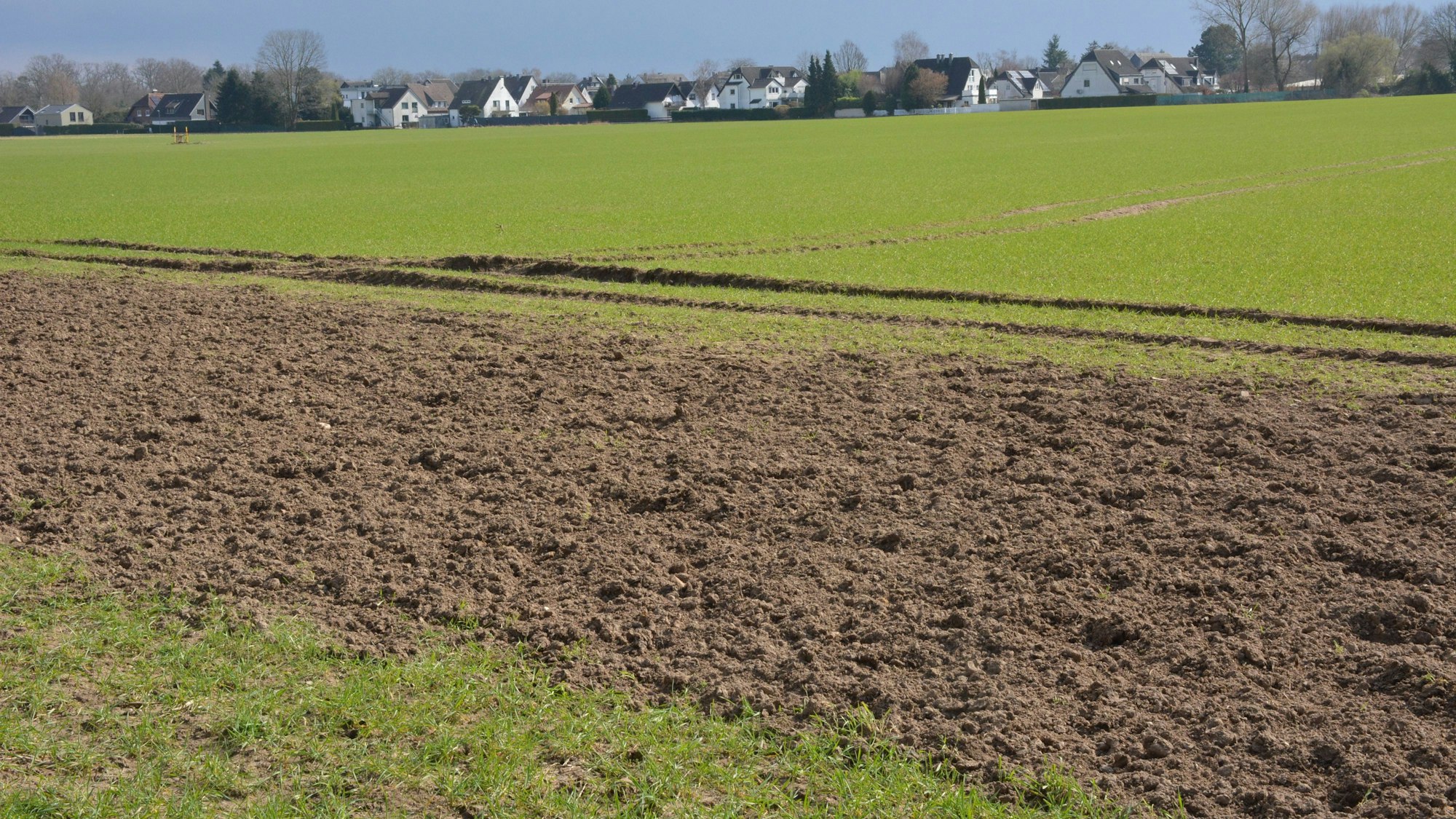 Zu sehen ist ein Feld im Frühling mit Bebauung im Hintergrund.