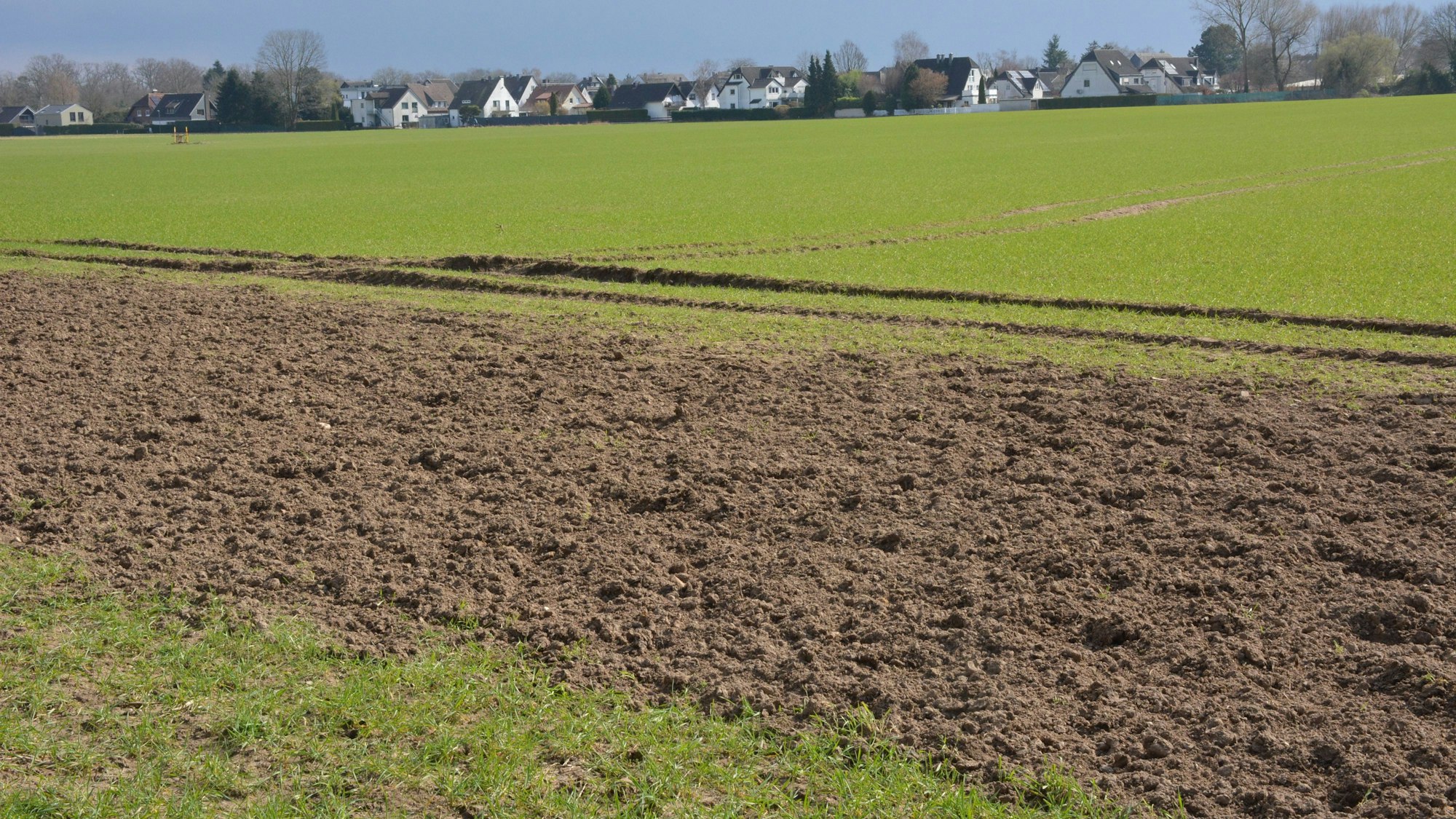 Zu sehen ist ein Feld im Frühling mit Bebauung im Hintergrund.