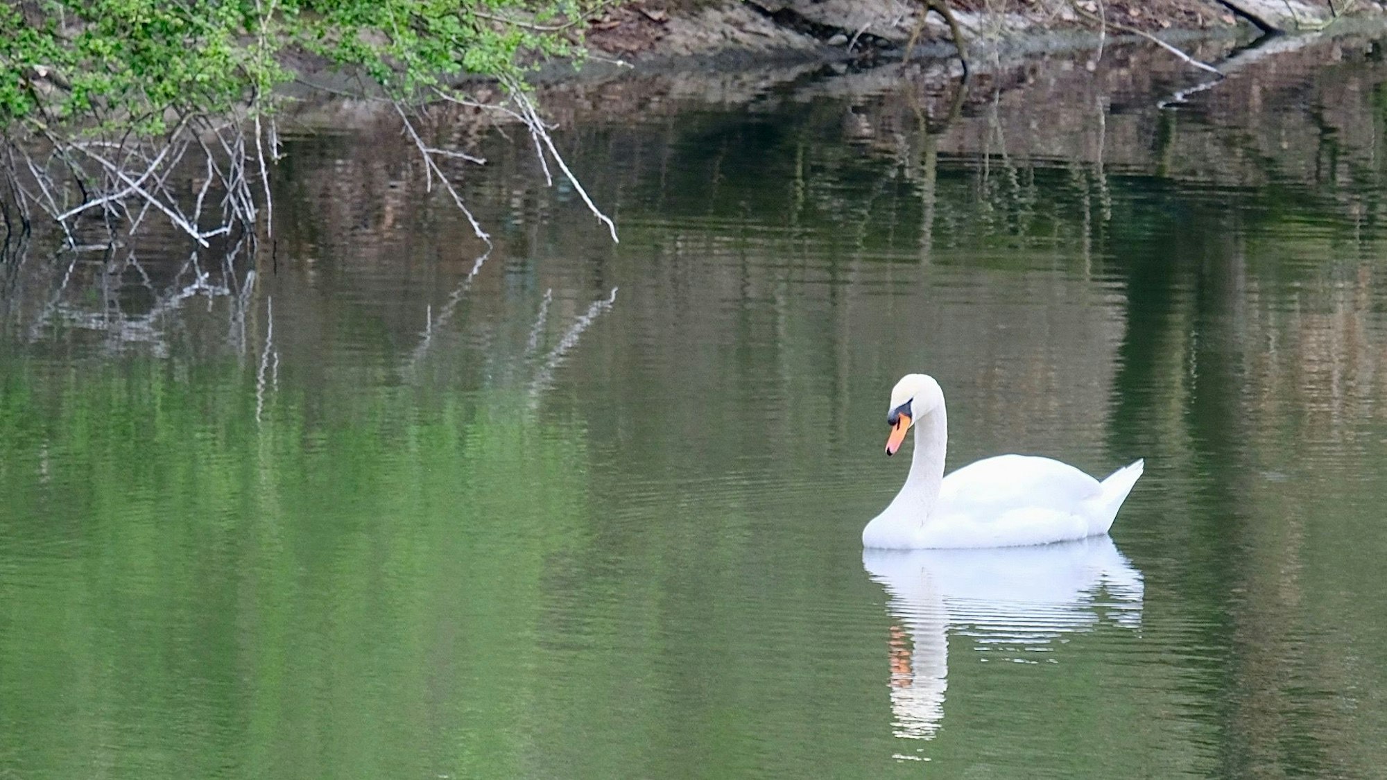 Ein Schwan auf einem Weiher