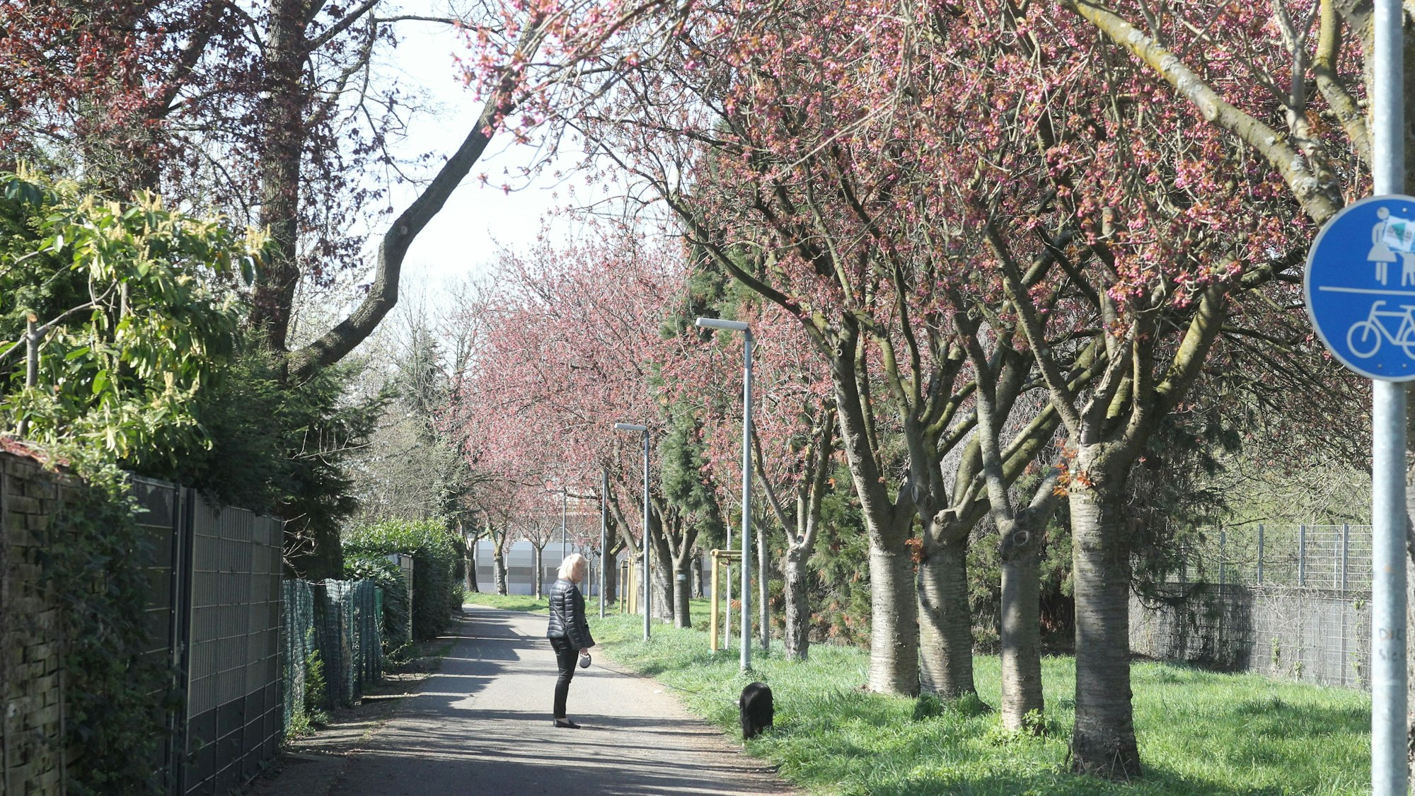 In Sankt Augustin Menden am Fußweg entlang des Sportplatzes stehen 36 Kirschblüten-Bäume.