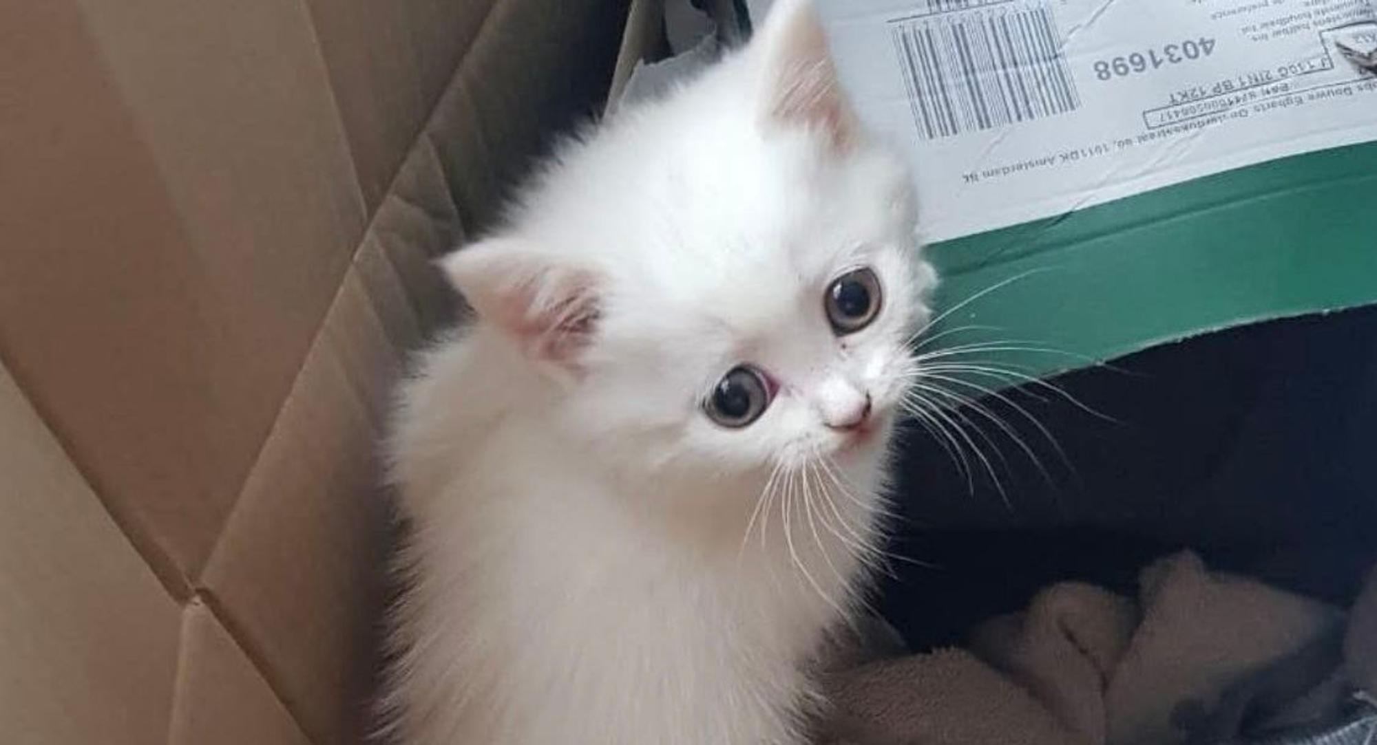 Ausgesetzt in einem Karton in Sankt Augustin: Das erst wenige Wochen alte Katzenbaby ist noch völlig verängstigt.