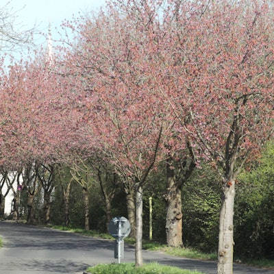 An der Premnitzer Straße in Lülsdorf ist die Grundfarbe schon zu erkennen.