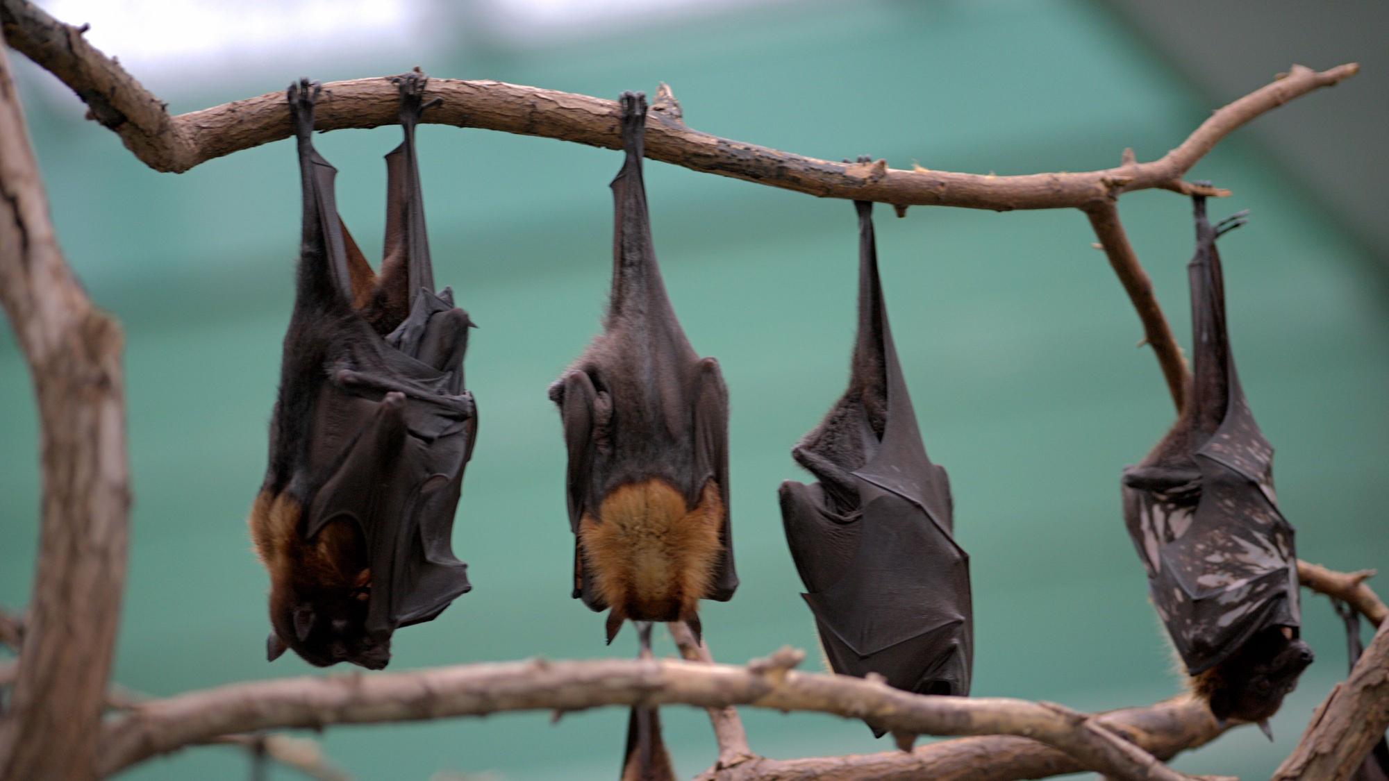 Nachtaktive Flughunde verschlafen am 30.11.2015 in Berlin in ihrem Gehege im Tierpark den Tag.