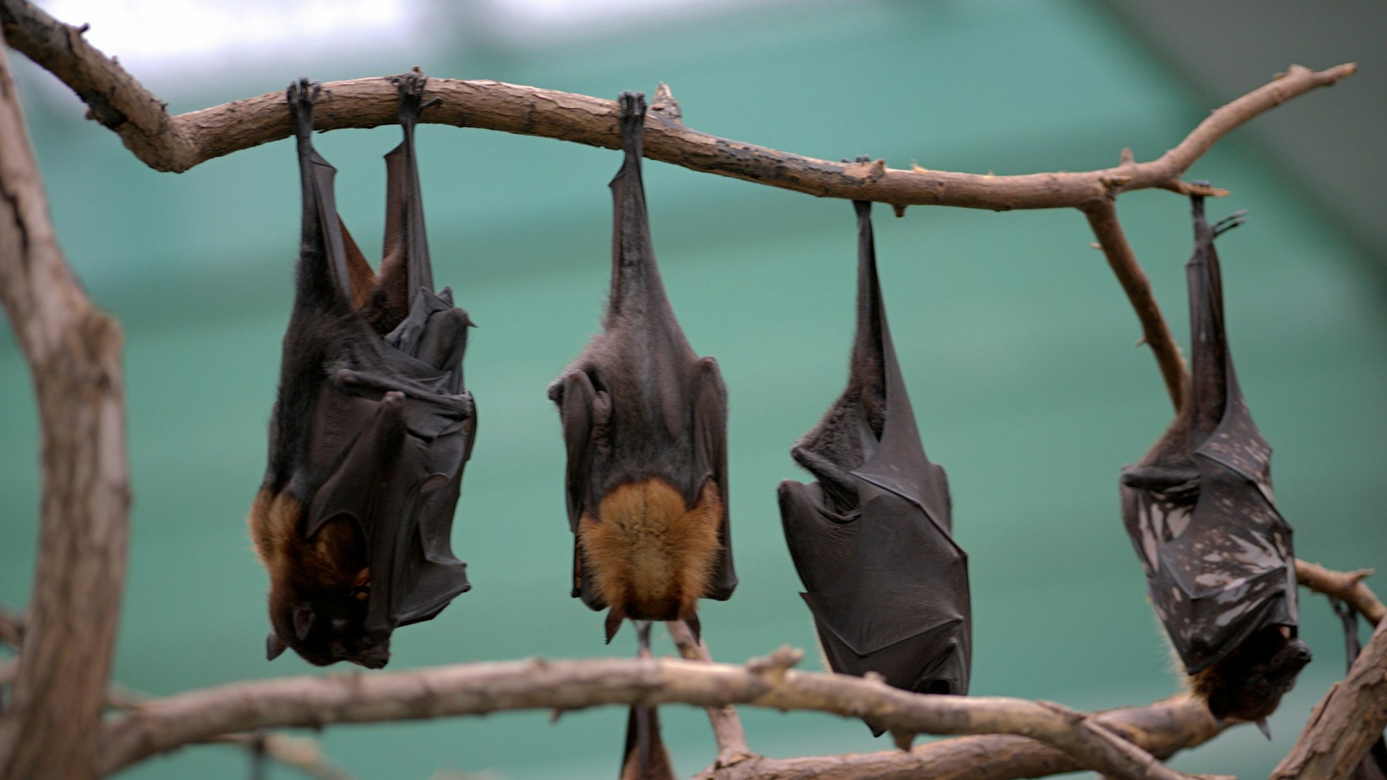 Nachtaktive Flughunde verschlafen am 30.11.2015 in Berlin in ihrem Gehege im Tierpark den Tag.