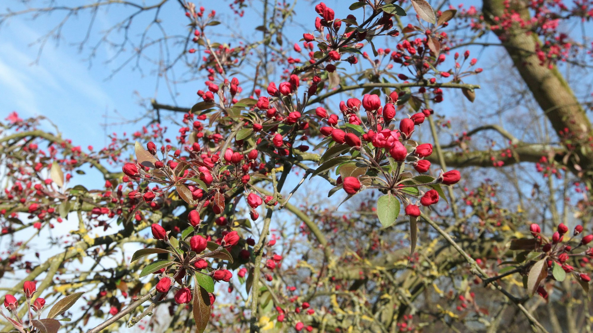 Ein Zweig mit dunkelrosa Knospen.