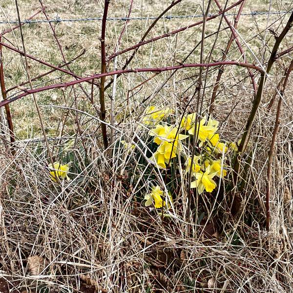 Einige Narzissen blühen zwischen verdorrtem Gras und unter Zweigen.