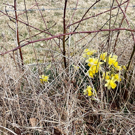 Einige Narzissen blühen zwischen verdorrtem Gras und unter Zweigen.