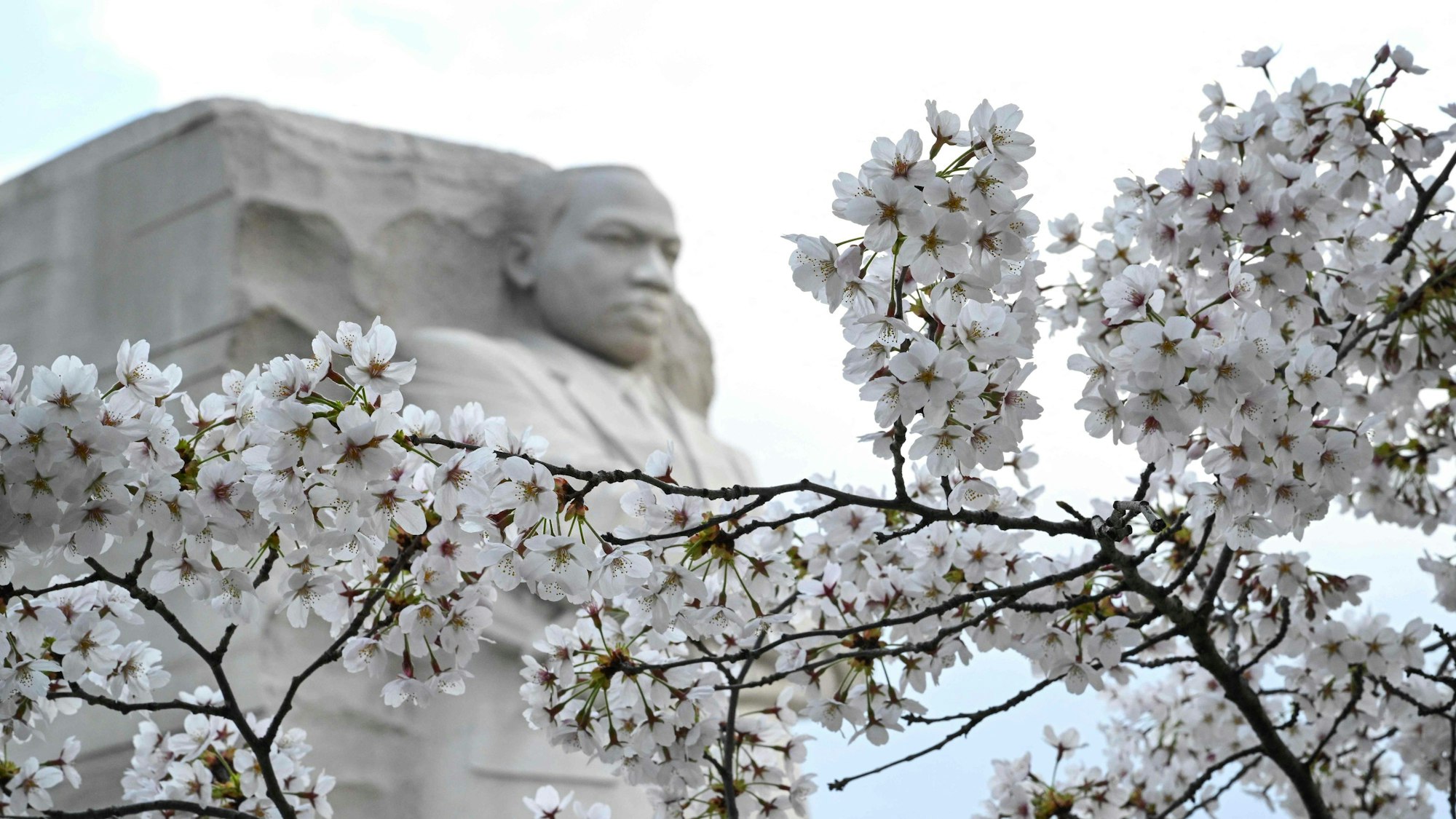Kirschblüten blühen vor dem Martin Luther King-Denkmal.