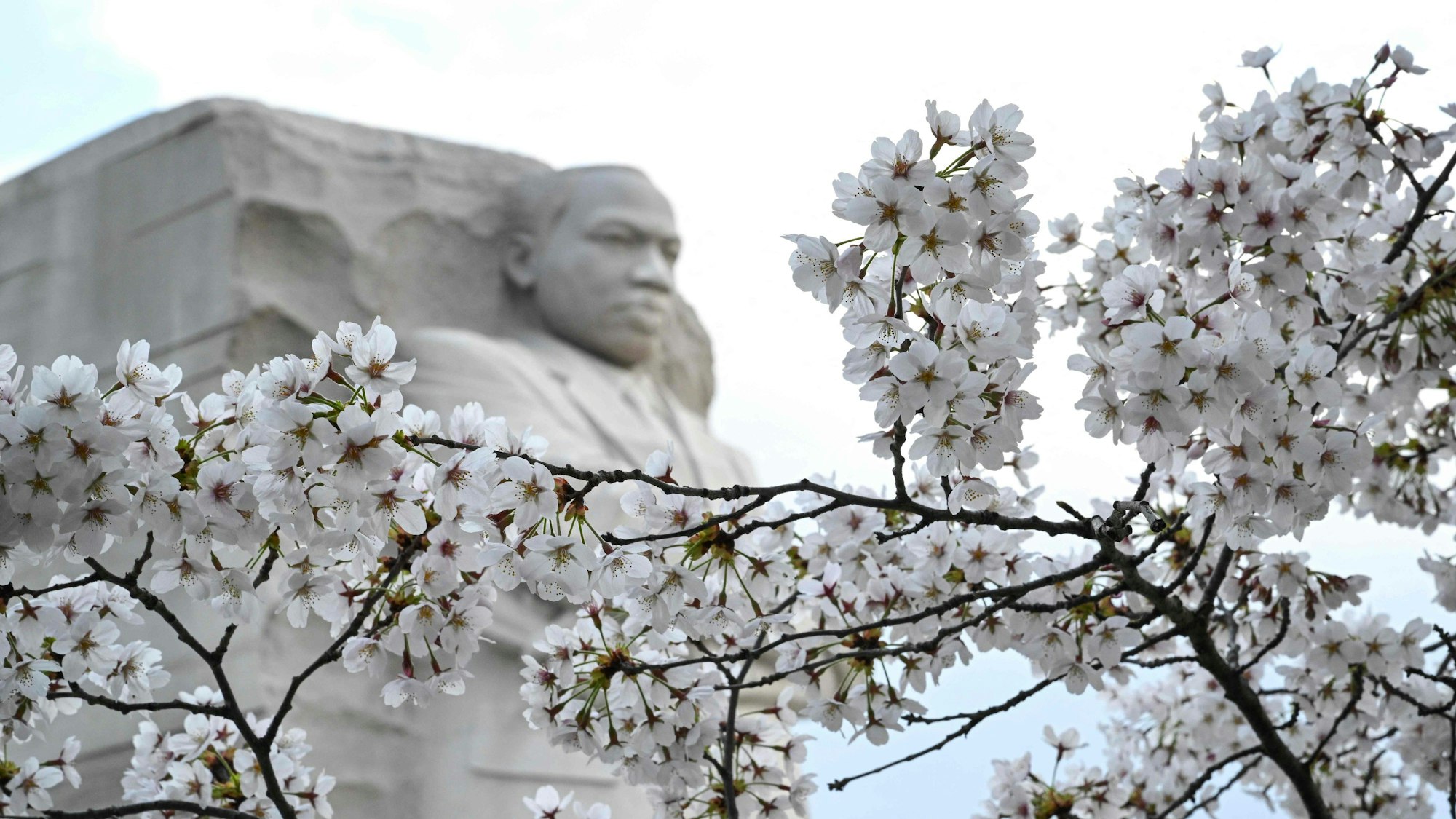 Kirschblüten blühen vor dem Martin Luther King-Denkmal.