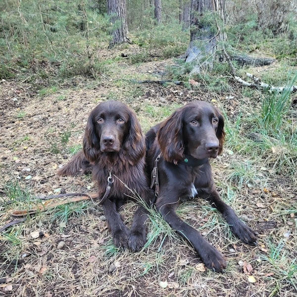 Die beiden Hunde haben sich im Wald hingesetzt.