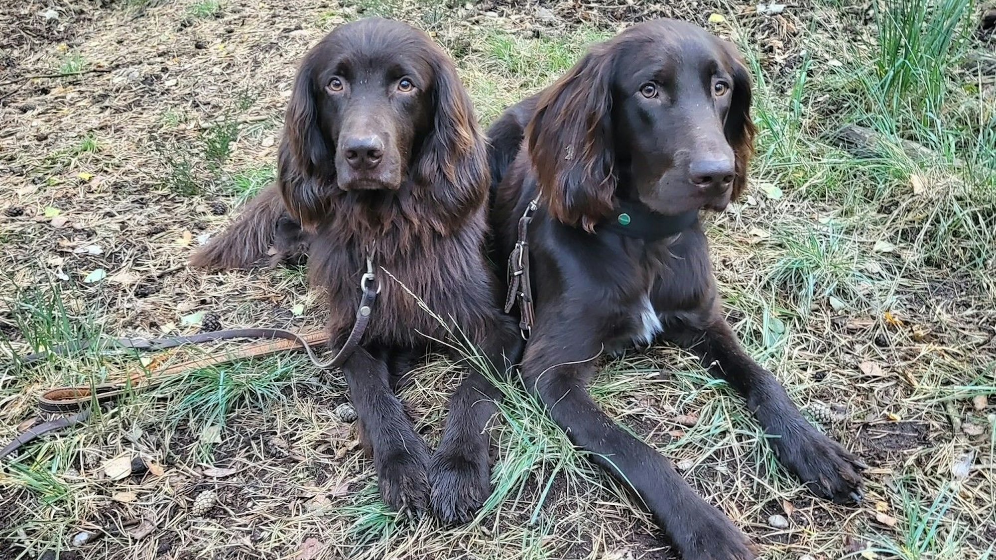 Die beiden Hunde haben sich im Wald hingesetzt.