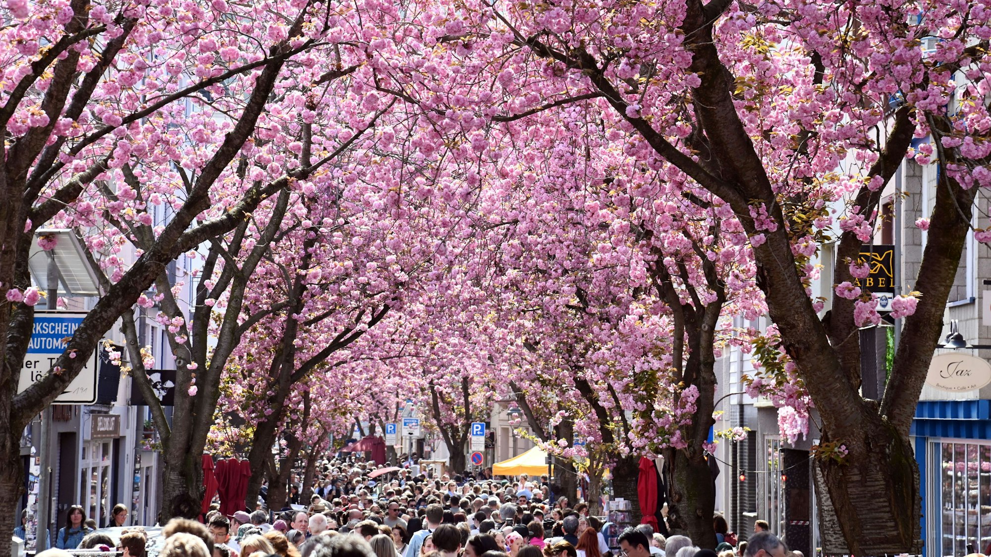 05.04.2025 Bonn. Wetter: Die Kirschblüte in der Bonner Altstadt zieht jedes Jahr viele Schaulustige an. Die ersten Kirschbäume sollen bereits blühen. Breite Straße. Foto: Alexander Schwaiger