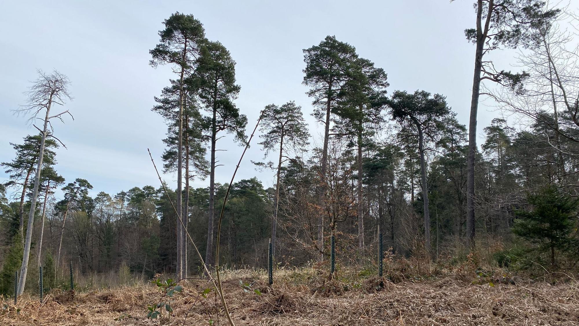 Die Waldbrandgefahr aufgrund von Trockenheit steigt, auch in Rhein-Berg. Das zeigt ein Besuch im Königsforst.