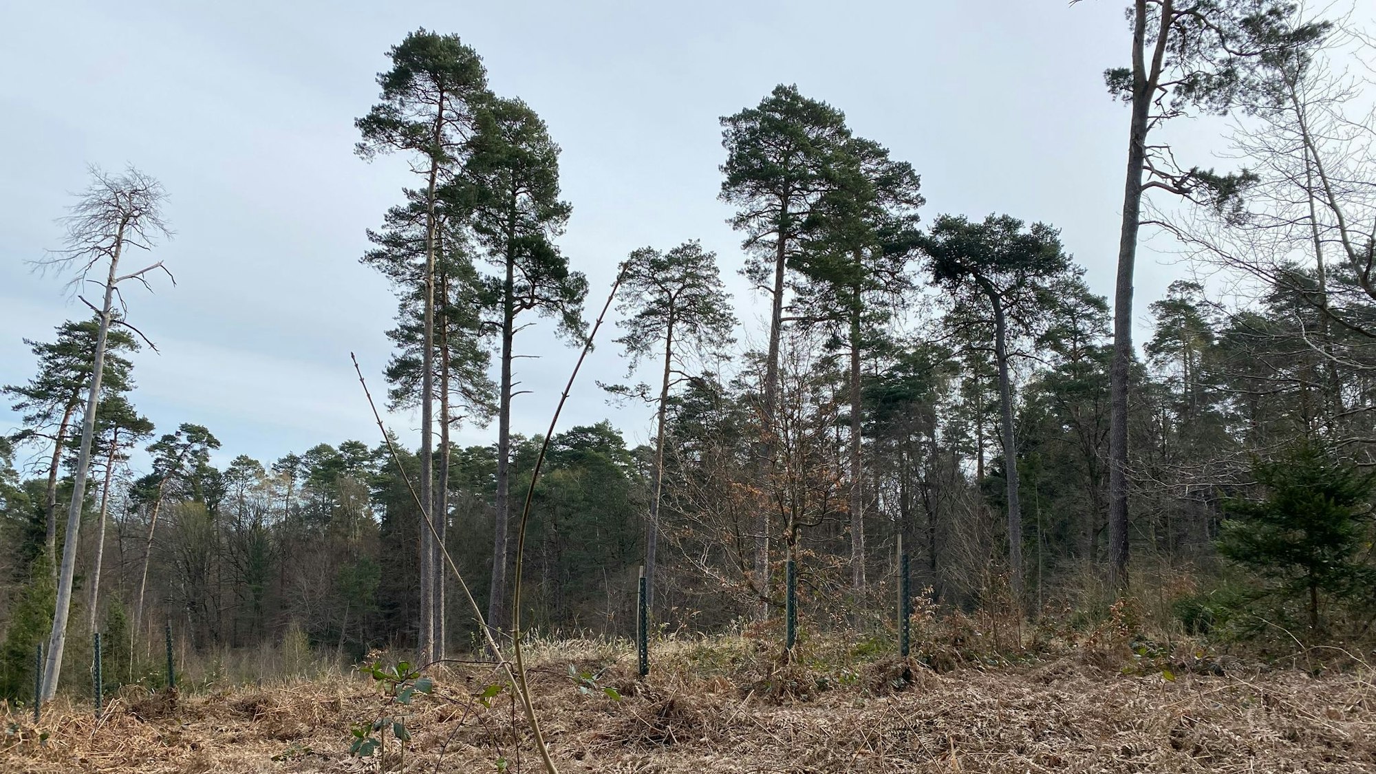 Die Waldbrandgefahr aufgrund von Trockenheit steigt, auch in Rhein-Berg. Das zeigt ein Besuch im Königsforst.