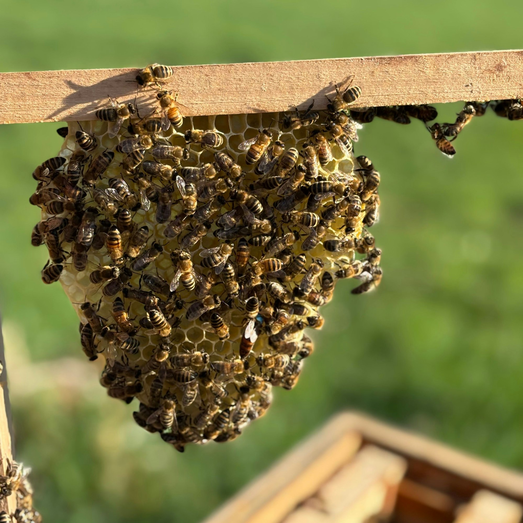 Bienen drängen sich auf einer ovalen Wabe, die an einem Holzkasten befestigt ist.