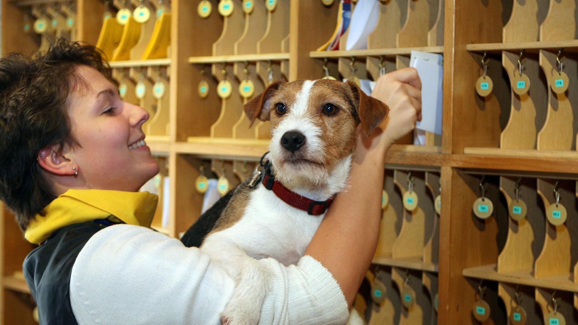 Auch Hunde müssen die neue Abgabe zahlen. Das Foto zeigt einen Hund an der Rezeption eines Hotels.