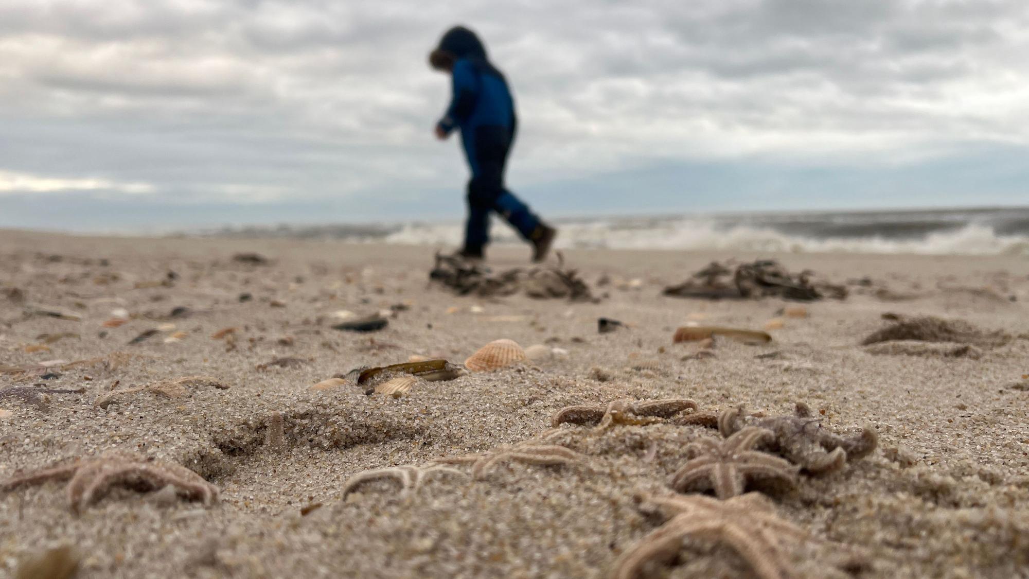 Tote Seesterne liegen am Strand zwischen den Orten Kampen und List auf Sylt - im Hintergrund läuft ein Junge.