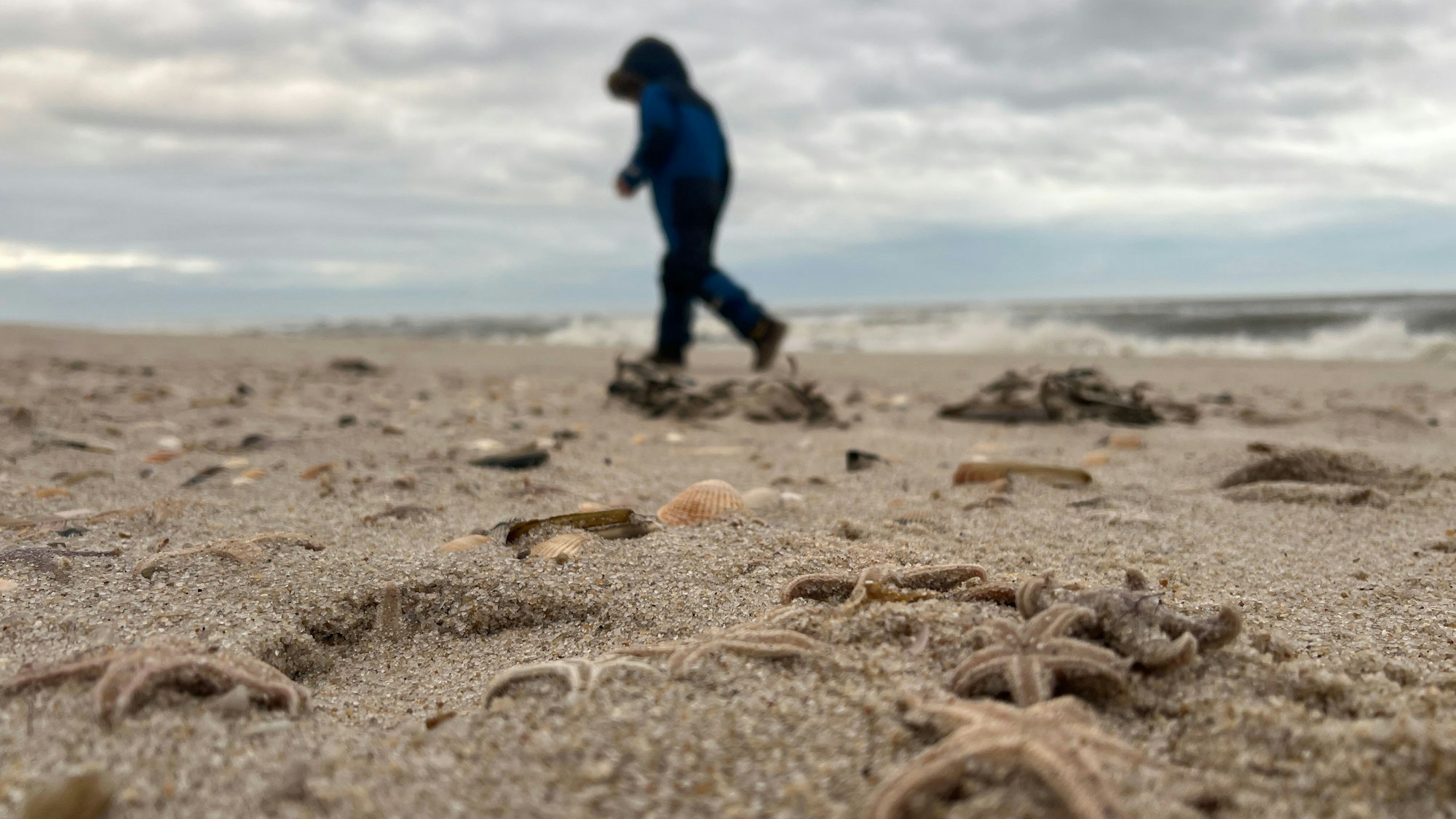 Tote Seesterne liegen am Strand zwischen den Orten Kampen und List auf Sylt - im Hintergrund läuft ein Junge.