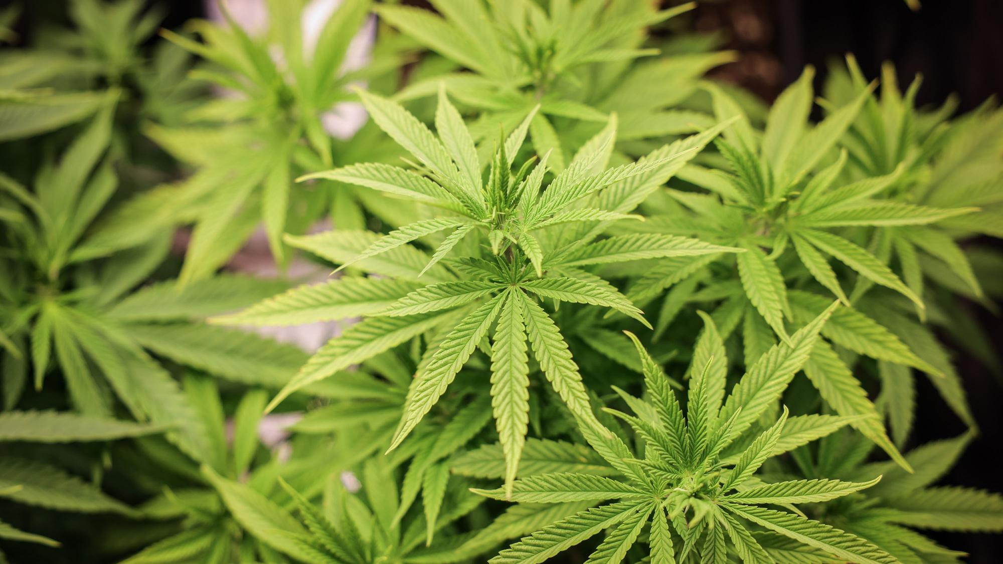Cannabispflanzen (ca. 4 Wochen alt) in ihrer Wachstumsphase stehen unter künstlicher Beleuchtung in einem Privatraum.