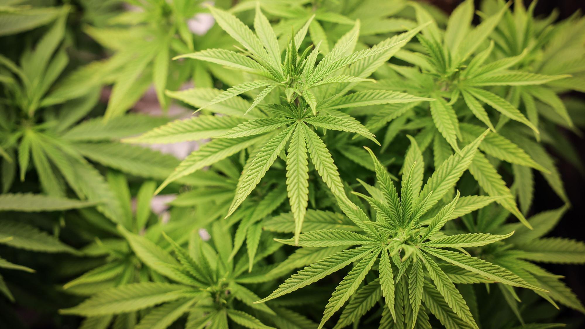 Cannabispflanzen (ca. 4 Wochen alt) in ihrer Wachstumsphase stehen unter künstlicher Beleuchtung in einem Privatraum.