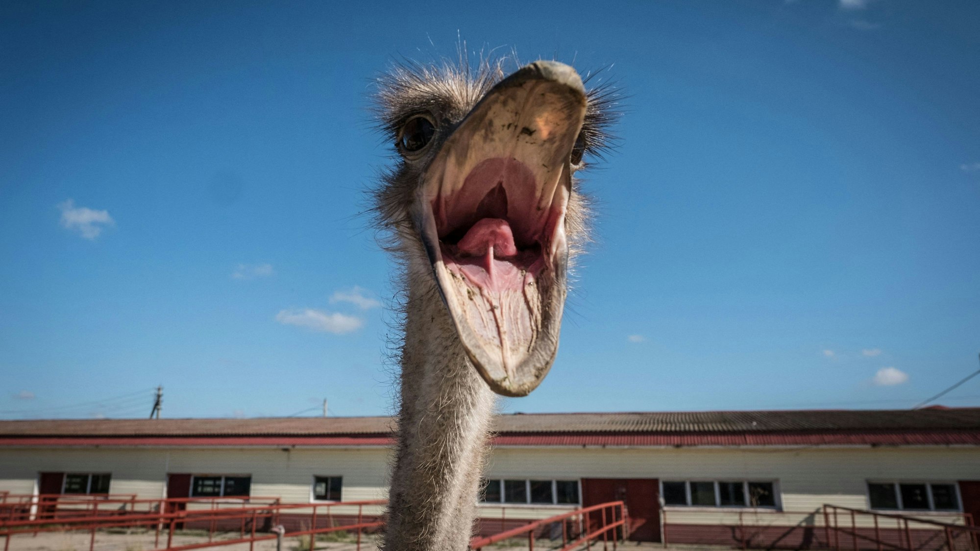 Ein Strauß ist mit dem ehemaligen britischen Premierminister Boris Johnson auf Tuchfühlung gegangen. (Symbolbild)