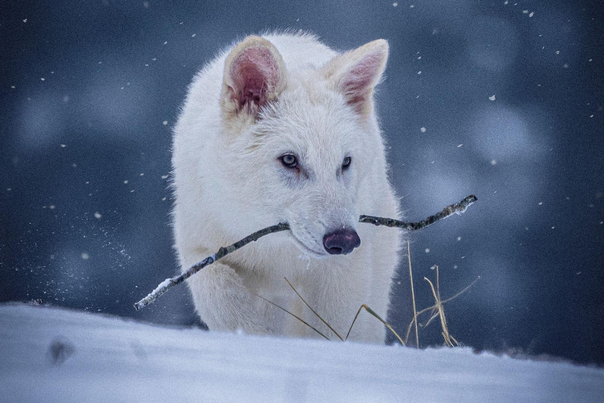Dieses undatierte Foto, das von Colossal Biosciences zur Verfügung gestellt wurde, zeigt einen jungen Wolf, der gentechnisch so verändert wurde, dass er Ähnlichkeiten mit dem ausgestorbenen Schattenwolf (Aenocyon dirus) aufweist.