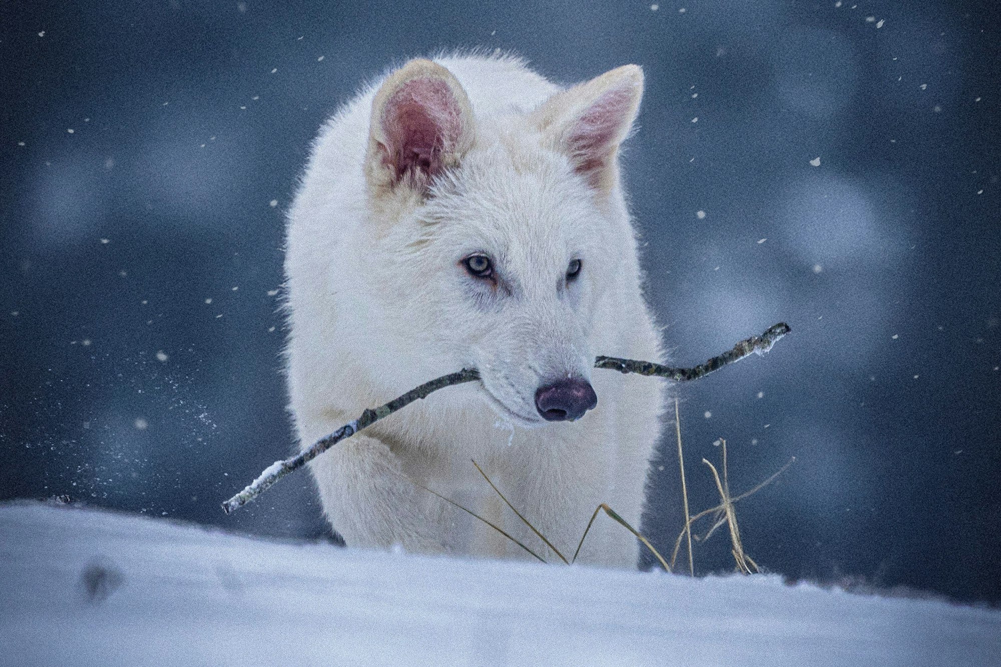 Dieses undatierte Foto, das von Colossal Biosciences zur Verfügung gestellt wurde, zeigt einen jungen Wolf, der gentechnisch so verändert wurde, dass er Ähnlichkeiten mit dem ausgestorbenen Schattenwolf (Aenocyon dirus) aufweist.