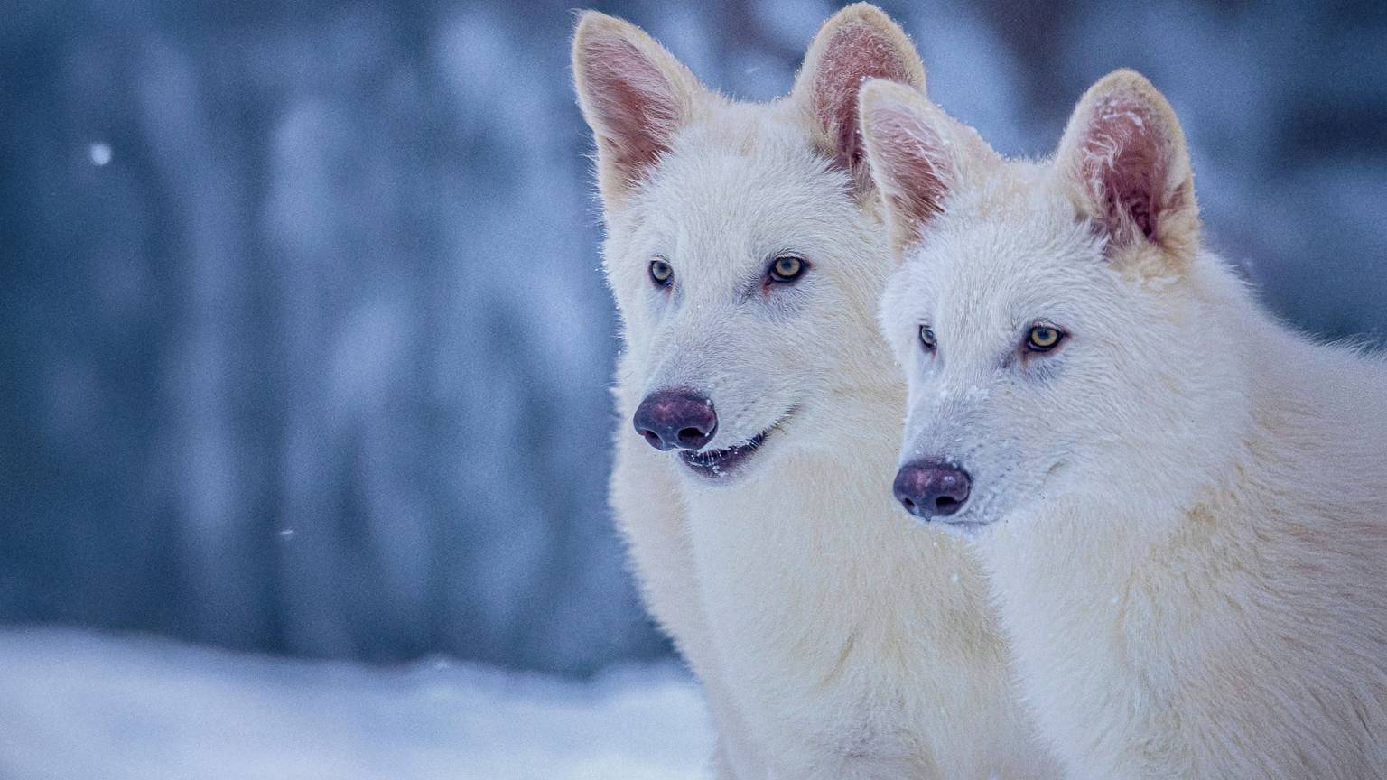Romulus und Remus, sind zwei der von Colossal Biosciences geschaffenen Wölfe, die gentechnisch so verändert wurden, dass sie Ähnlichkeiten mit dem ausgestorbenen Schattenwolf (Aenocyon dirus) aufweisen.