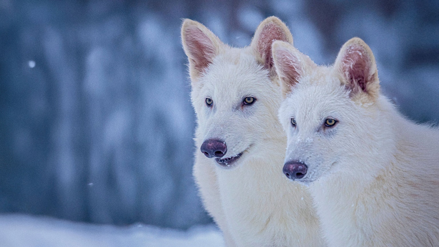 Romulus und Remus, sind zwei der von Colossal Biosciences geschaffenen Wölfe, die gentechnisch so verändert wurden, dass sie Ähnlichkeiten mit dem ausgestorbenen Schattenwolf (Aenocyon dirus) aufweisen.