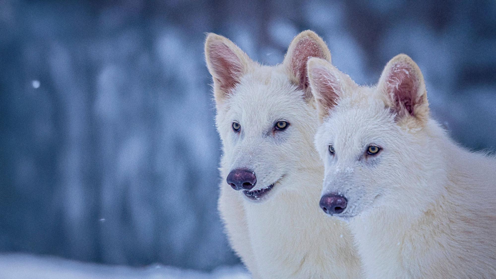 Romulus und Remus, sind zwei der von Colossal Biosciences geschaffenen Wölfe, die gentechnisch so verändert wurden, dass sie Ähnlichkeiten mit dem ausgestorbenen Schattenwolf (Aenocyon dirus) aufweisen.