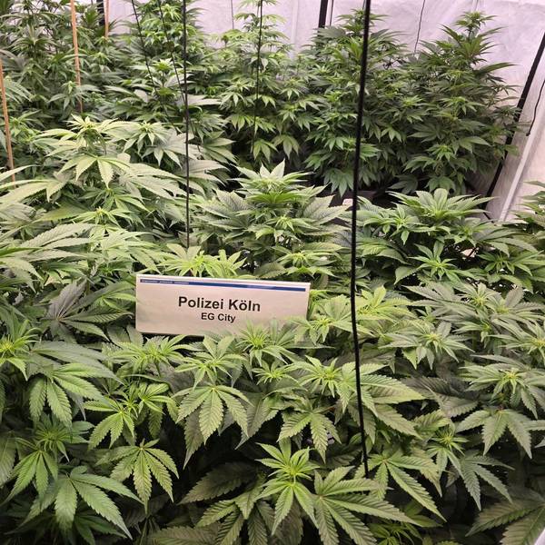 Cannabispflanzen.