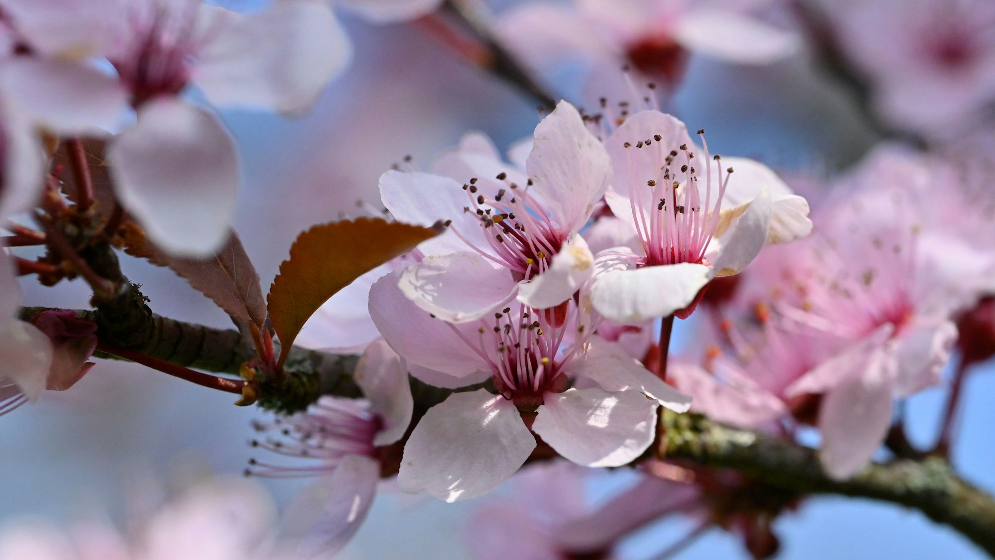 Eine Kirschblüte in der Nahaufnahme.